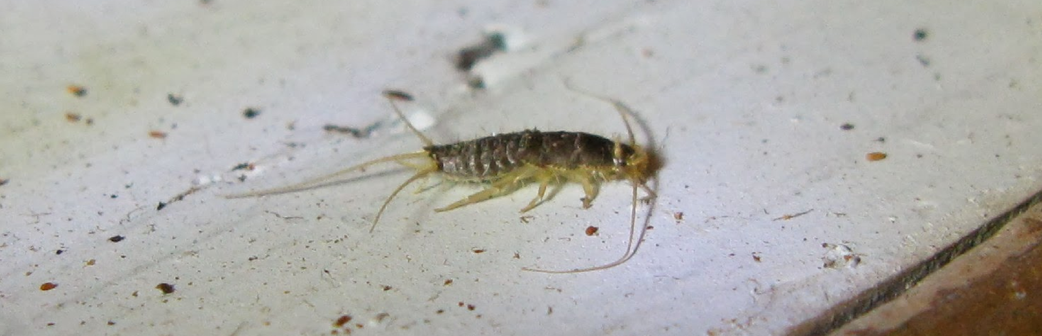 Peixinho de Prata