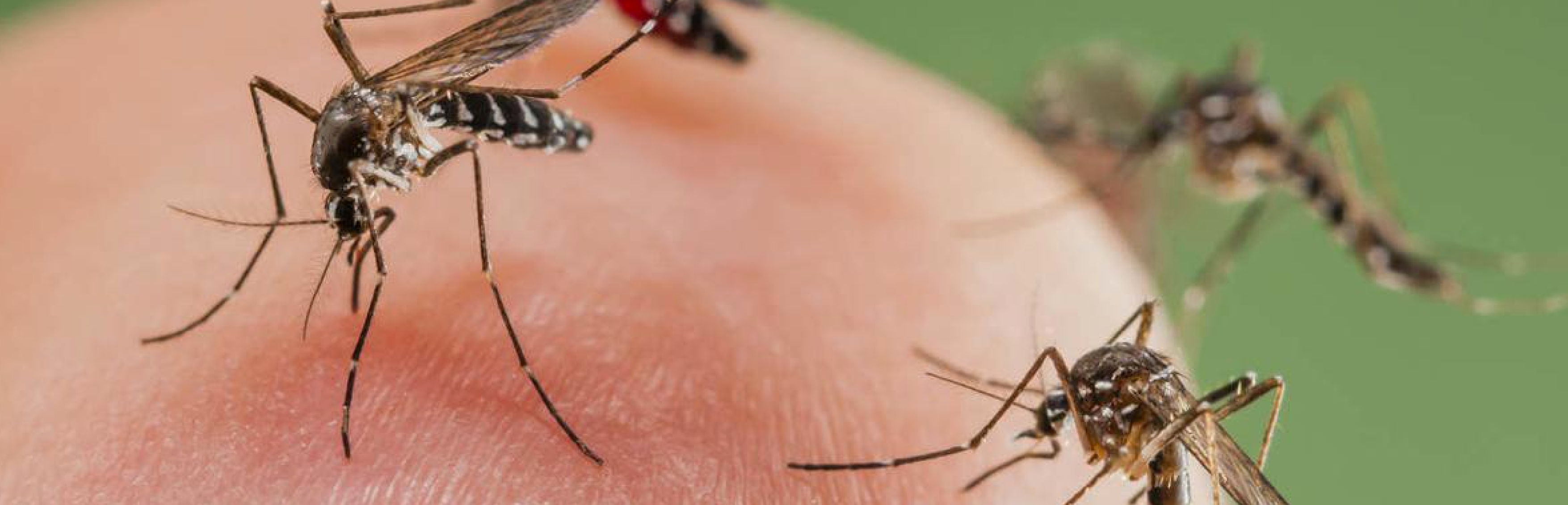 Mosquitos