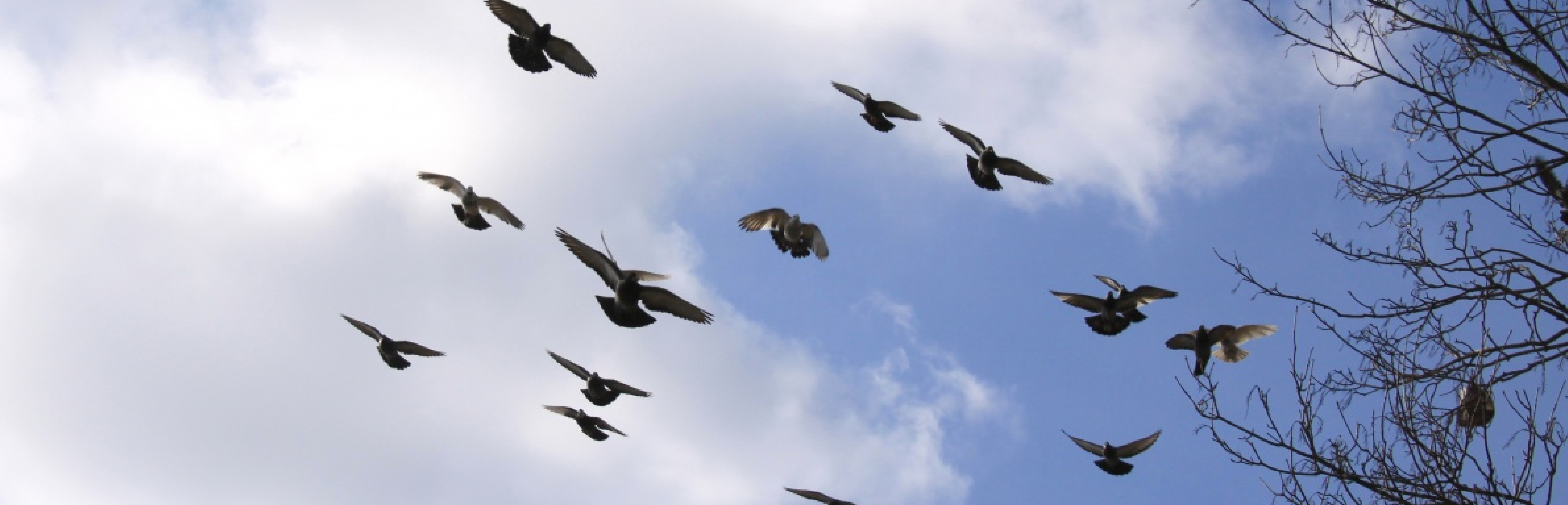 Aves