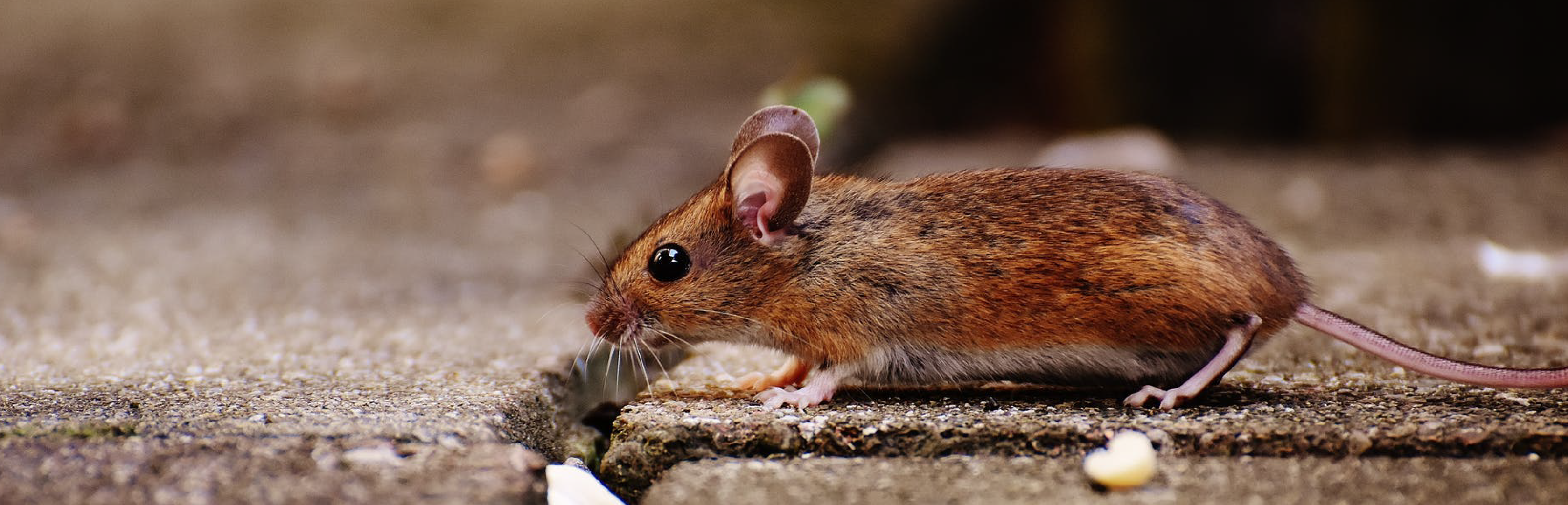 Ratos e Ratazanas